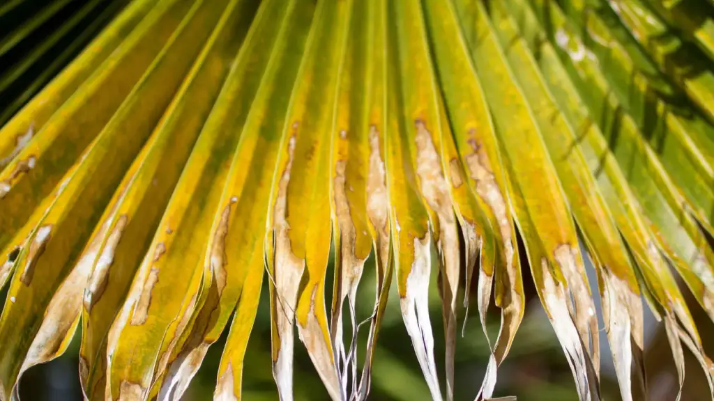 Feuilles jaunes ou taches brunes ? Guide pour identifier carences et maladies