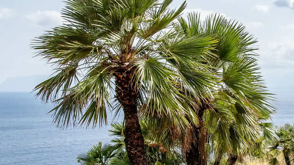Le jardin sec moderne : l'élégance exotique sans gaspiller d'eau