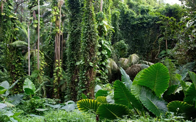 Strate basse du jardin tropical : qui est qui ?
