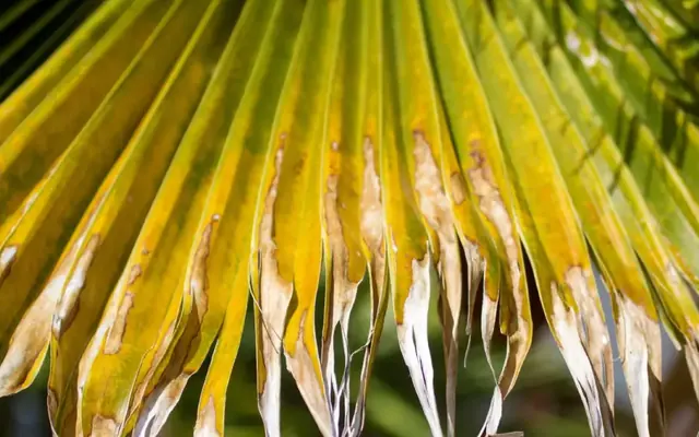 Feuilles jaunes ou taches brunes ? Guide pour identifier carences et maladies