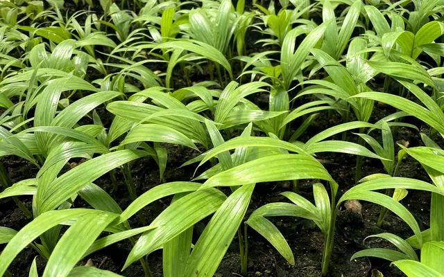 Faire germer des graines de palmiers au Maroc
