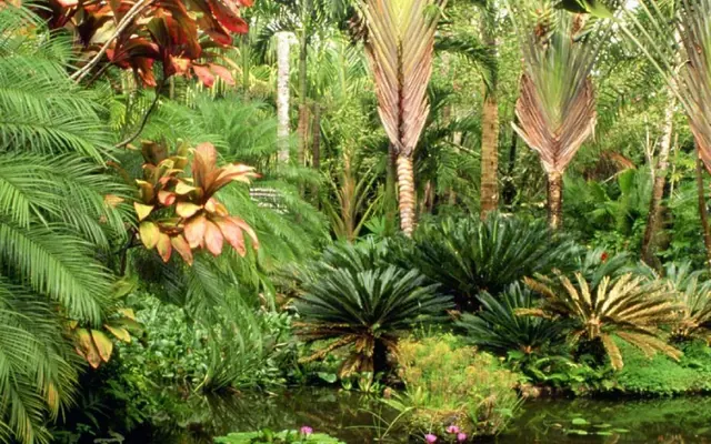 Palmiers et plantes pour un jardin humide à Kénitra
