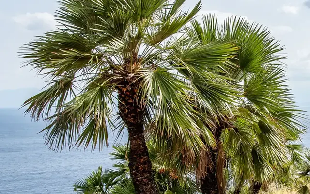 Le jardin sec moderne : l'élégance exotique sans gaspiller d'eau