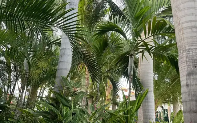 Créer une zone d'ombre naturelle et majestueuse
