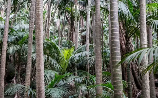 Jardins côtiers : quels palmiers résistent au vent et aux embruns ?