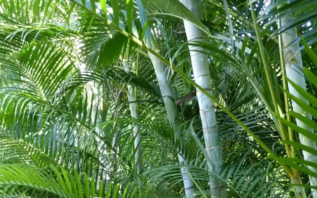 Écrans verts : Les meilleures plantes pour cacher un vis-à-vis au Maroc