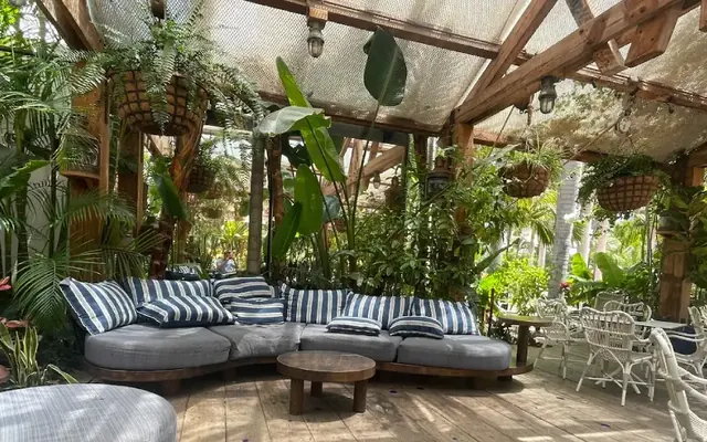 Palmiers d'intérieur et patios : le guide pour réussir la culture en pot
