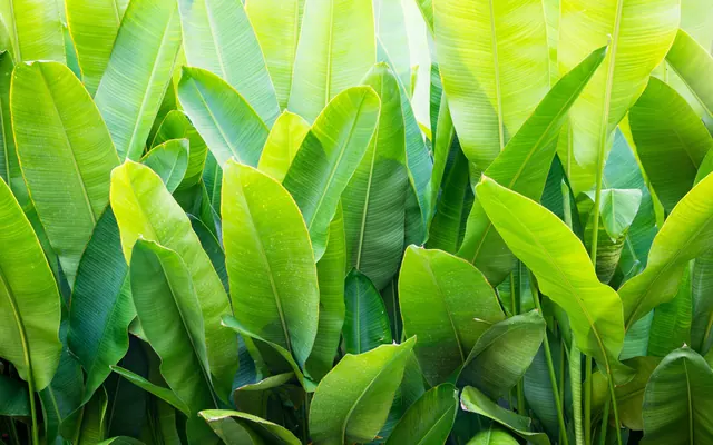 Strelitzia, arbre du voyageur, bananier : qui est qui ?