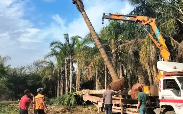 Logistique d’exception : transporter et acclimater vos grands palmiers au Maroc