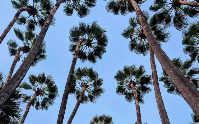 Palmier Washingtonia : avenues marocaines et alternatives