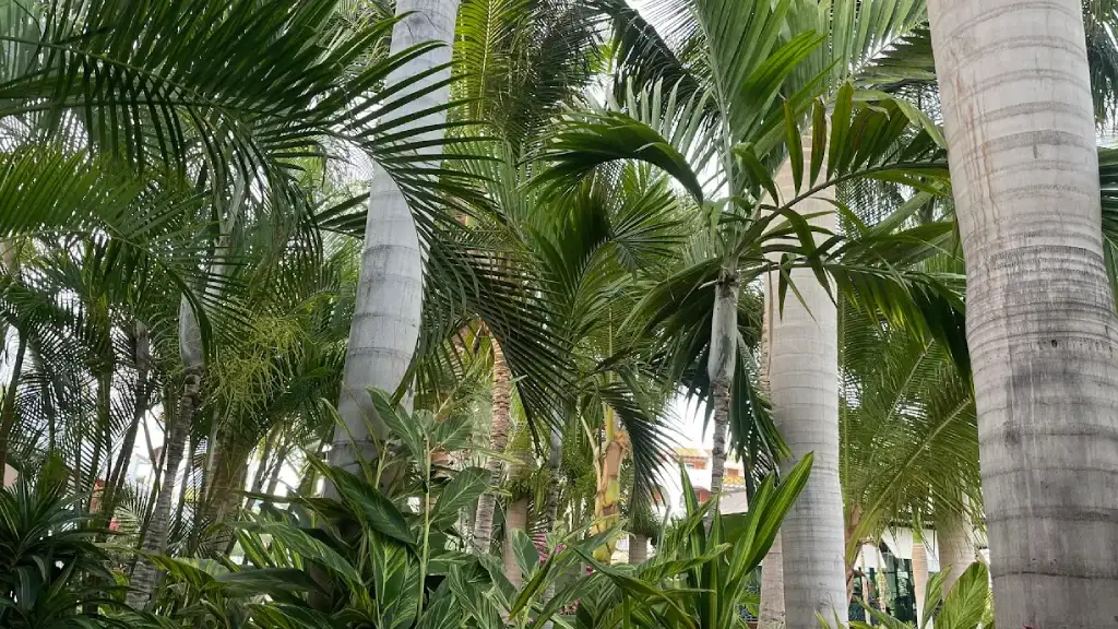 Créer une zone d'ombre naturelle et majestueuse