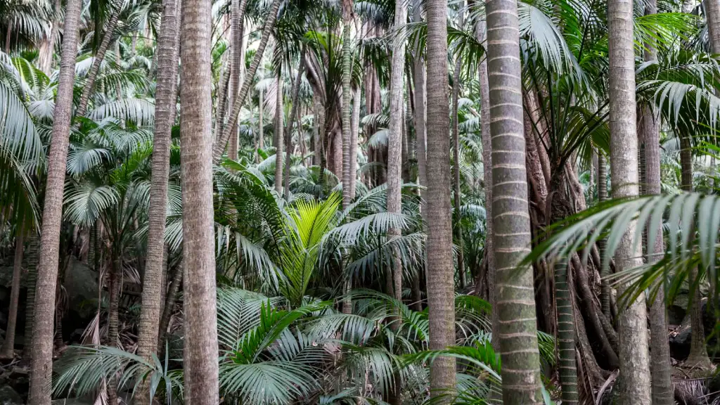 Jardins côtiers : quels palmiers résistent au vent et aux embruns ?