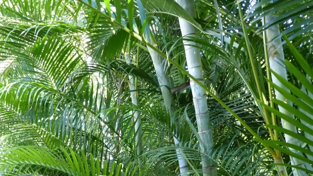 Écrans verts : Les meilleures plantes pour cacher un vis-à-vis au Maroc