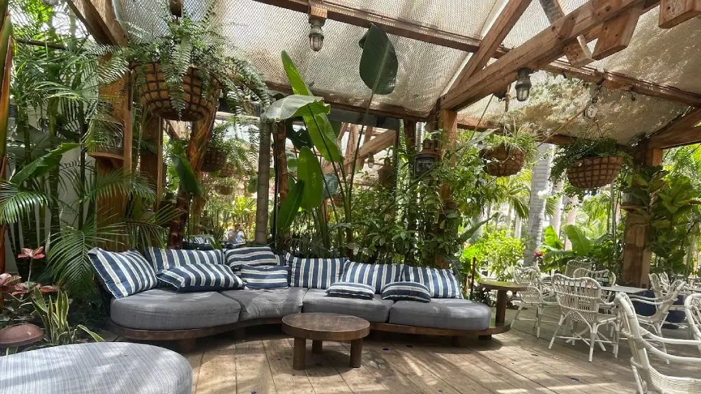 Palmiers d'intérieur et patios : le guide pour réussir la culture en pot