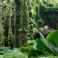 Strate basse du jardin tropical : qui est qui ?