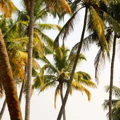 Cocotier au Maroc : pourquoi si rare, et par quoi le remplacer