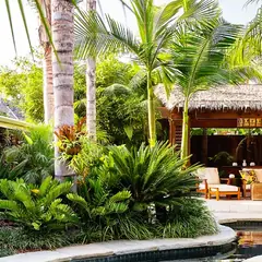 Palmiers et plantes pour un jardin tropical à Casablanca