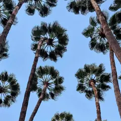 Palmier Washingtonia : avenues marocaines et alternatives