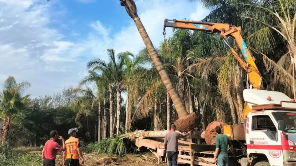 Logistique d’exception : transporter et acclimater vos grands palmiers au Maroc