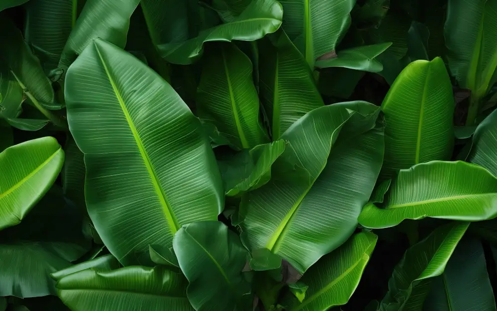 Bananiers et Strelitziaceae