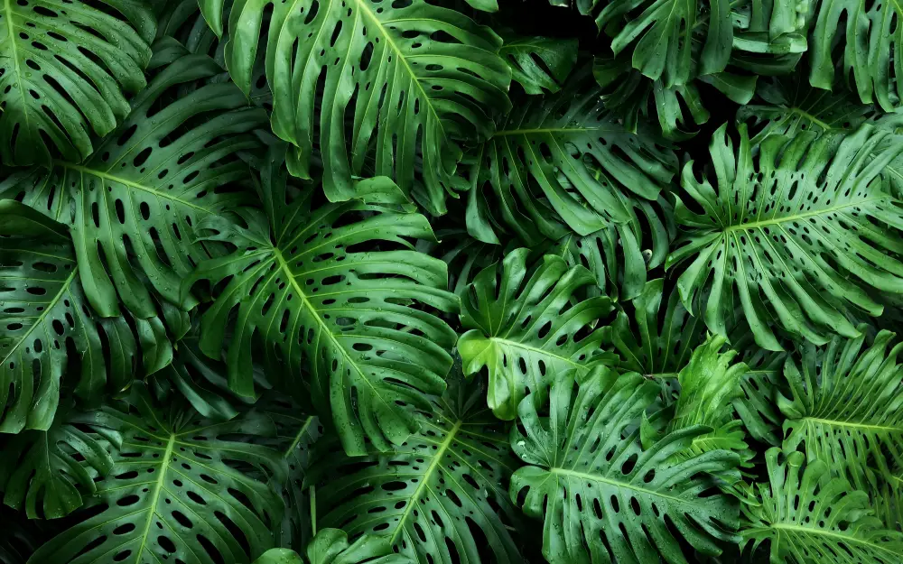 Plantes grimpantes et couvre-sol
