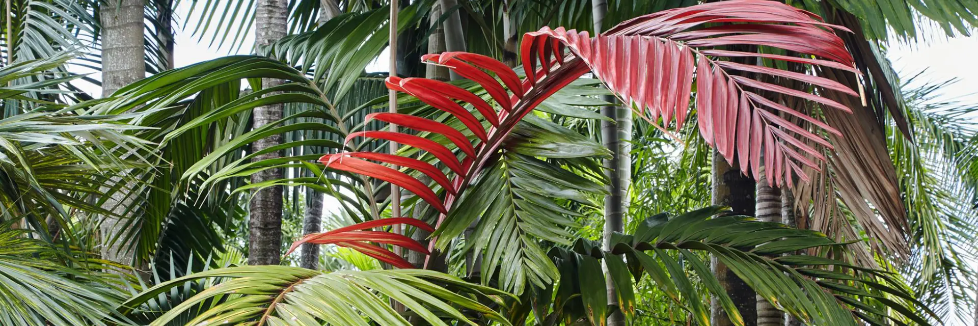 Collection Palmiers et Cycas - Infinipalm