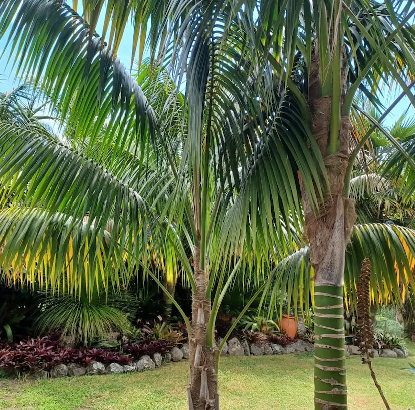 Howea Forsteriana - Palmier Kentia