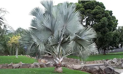 Bismarckia Nobilis - Palmier de Bismarck