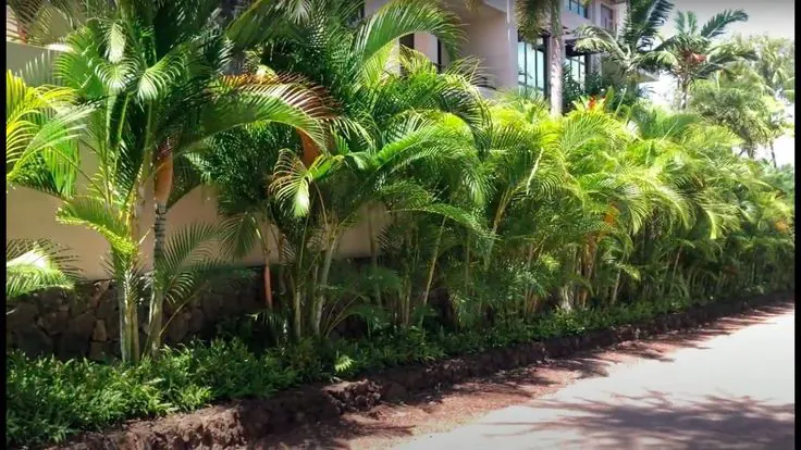 Dypsis Lutescens - Palmier Areca