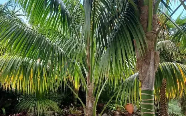 Howea Forsteriana - Palmier Kentia