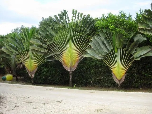 Ravenala Madagascariensis - Arbre du Voyageur
