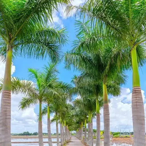 Roystonea Regia - Palmier Royal de Cuba