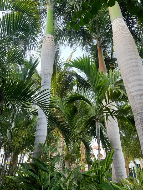 Design Jardin