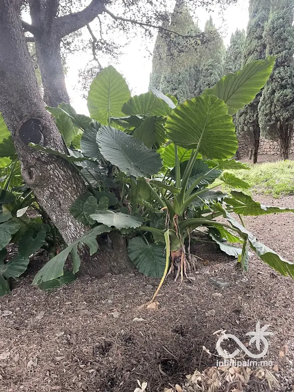Alocasia macrorrhiza