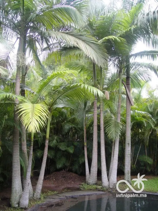 Palmier Alexandra (Archontophoenix alexandrae) - Vue 2 | InfiniPalm