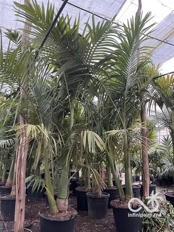 Palmier Alexandra (Archontophoenix alexandrae) - Vue 4 | InfiniPalm