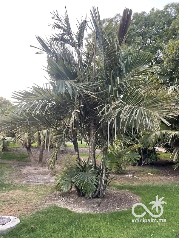 Arenga australasica