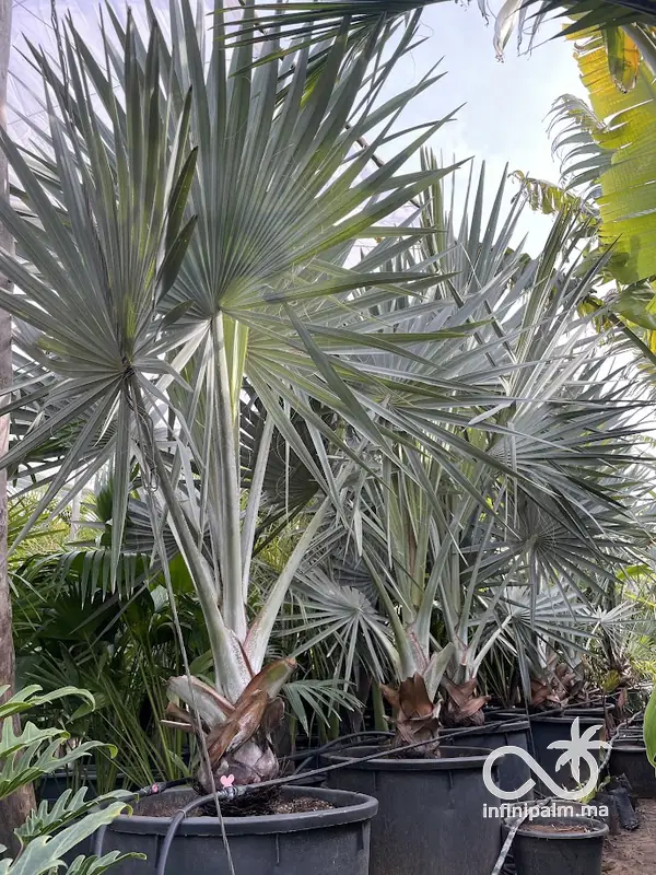 Palmier bleu de Madagascar (Bismarckia nobilis silver) - Vue 6 | InfiniPalm