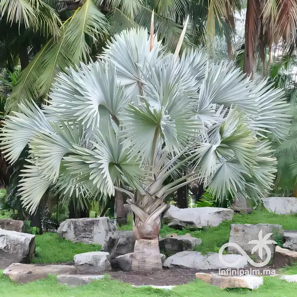 Palmier bleu de Madagascar (Bismarckia nobilis silver) - InfiniPalm
