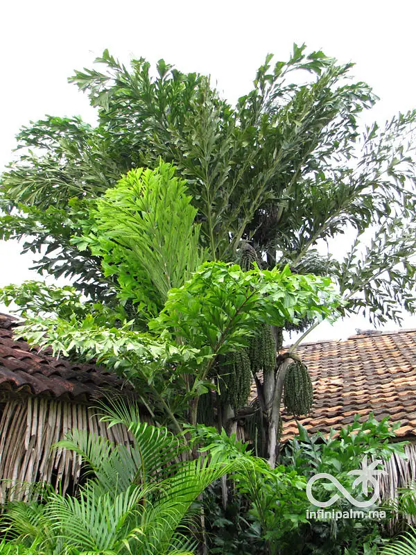 Caryota mitis