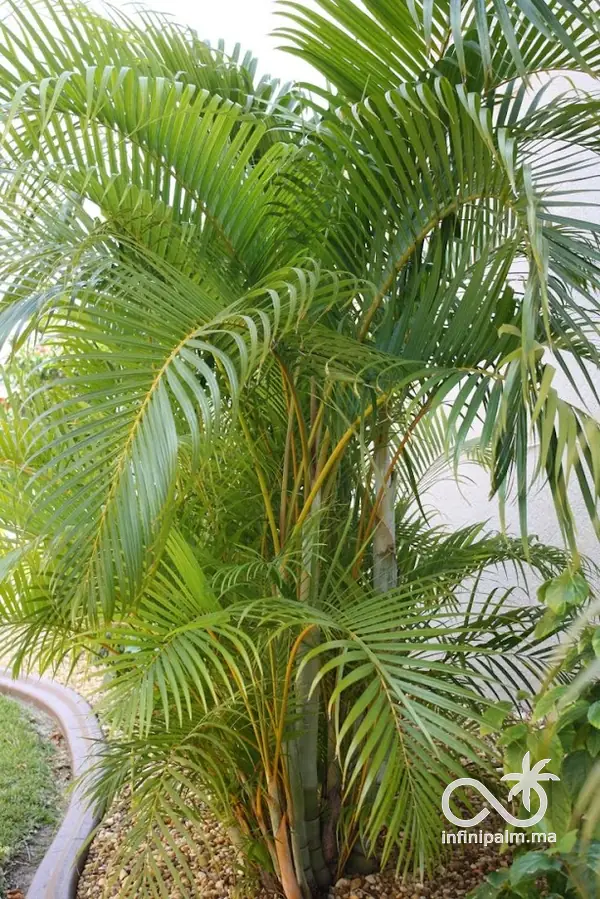 Palmier Areca (Dypsis lutescens) - InfiniPalm