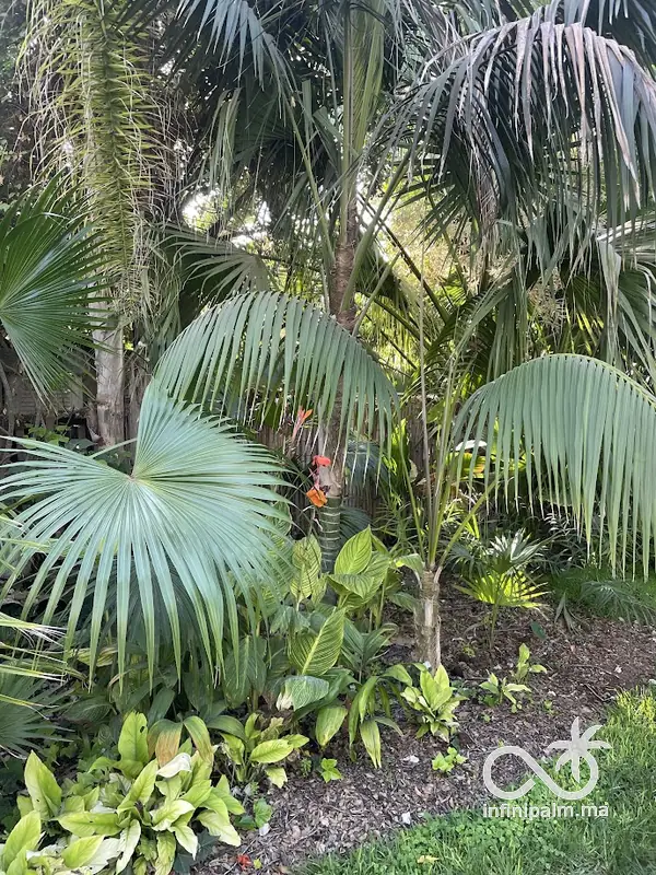 Palmier Kentia (Howea forsteriana) - Vue 3 | InfiniPalm