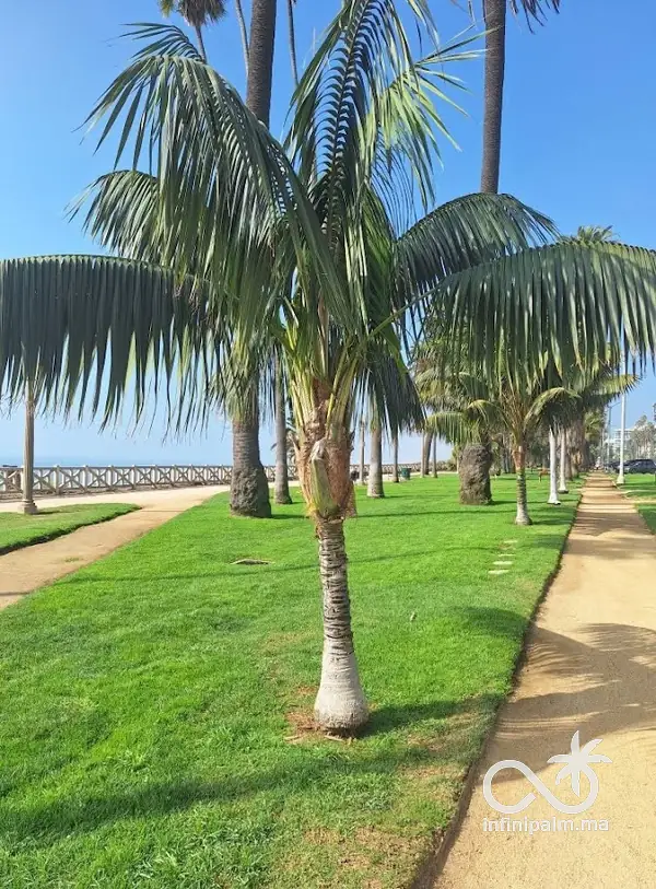 Palmier Kentia (Howea forsteriana) - Vue 4 | InfiniPalm