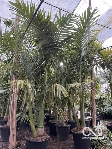 Palmier Alexandra (Archontophoenix alexandrae) - Vue 4 | InfiniPalm