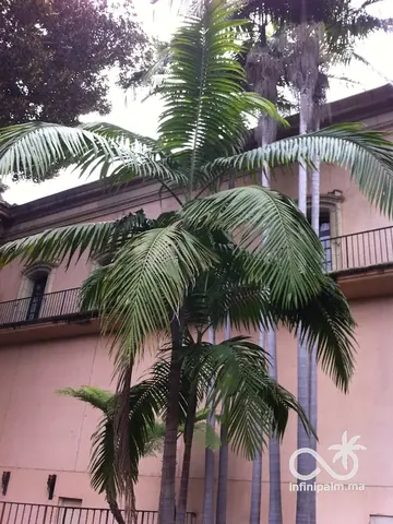Palmier Bangalow (Archontophoenix cunninghamiana) - InfiniPalm