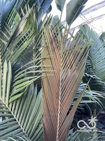 Palmier royal maxima (Archontophoenix maxima) - Vue 3 | InfiniPalm