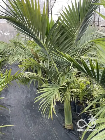 Palmier royal maxima (Archontophoenix maxima) - Vue 4 | InfiniPalm
