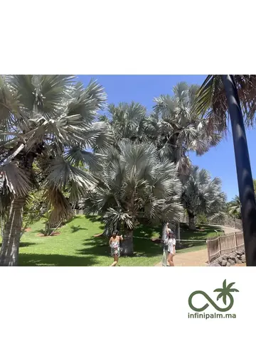 Palmier bleu de Madagascar (Bismarckia nobilis silver) - Vue 3 | InfiniPalm