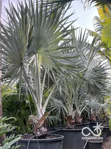 Palmier bleu de Madagascar (Bismarckia nobilis silver) - Vue 4 | InfiniPalm