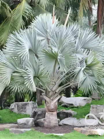 Palmier bleu de Madagascar (Bismarckia nobilis silver) - Vue 1 | InfiniPalm
